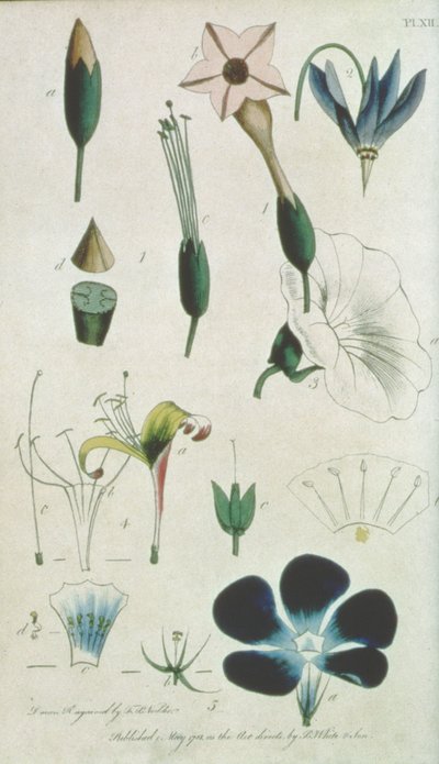 Placa XII, Carta XVI Pentandria Monagia, varias flores con cinco estambres, ilustrando elementos de Botánica según lo explicado por Carolus Linnaeus (1707-78), grabado por el artista, pub. por B. White y Son de Frederick Polydor Nodder